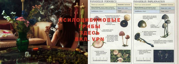 трава Карпинск