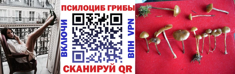 Купить закладки  Бугуруслан  Псилоцибиновые грибы Psilocybine cubensis 